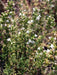 Spanish Thyme Seeds (,THYMUS zygis) Organic Perennial Herb - Caribbean garden seed