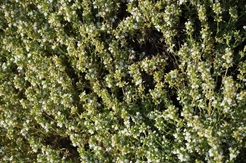 Spanish Thyme Seeds (,THYMUS zygis) Organic Perennial Herb - Caribbean garden seed