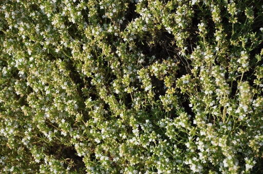 Spanish Thyme Seeds (,THYMUS zygis) Organic Perennial Herb - Caribbean garden seed