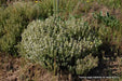 Spanish Thyme Seeds (,THYMUS zygis) Organic Perennial Herb - Caribbean garden seed