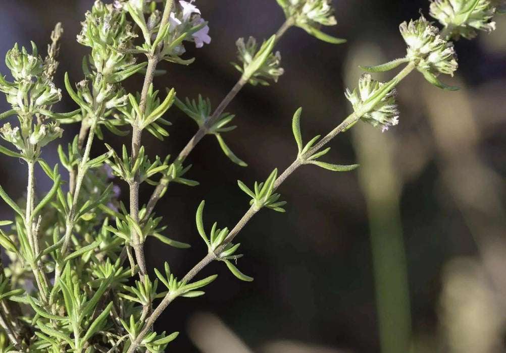 Spanish Thyme Seeds (,THYMUS zygis) Organic Perennial Herb - Caribbean garden seed