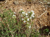 Spanish Thyme Seeds (,THYMUS zygis) Organic Perennial Herb - Caribbean garden seed