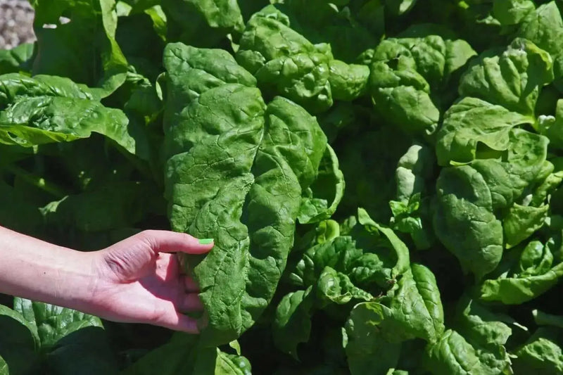 Spinach Seeds - Monstrueux de Viroflay  Heirloom annual vegetable - Caribbean garden seed