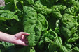 Spinach Seeds - Monstrueux de Viroflay  Heirloom annual vegetable - Caribbean garden seed