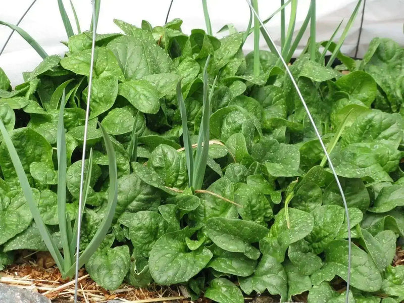 Spinach Seeds - Monstrueux de Viroflay  Heirloom annual vegetable - Caribbean garden seed