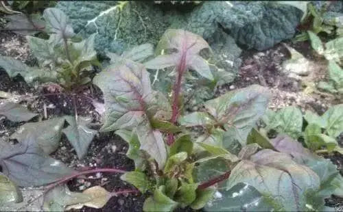 Spinach Seeds"Akarenso"  Asian Vegetable - Caribbean garden seed