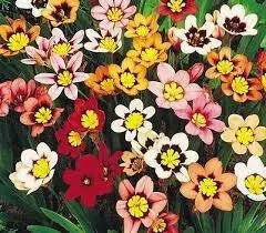 Sparaxis Tricolor Mixed Harlequin Flower - Caribbean garden seed