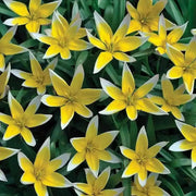 Species Tulip Bulbs, Dasystemon Tarda, PERENNIAL - Caribbean garden seed