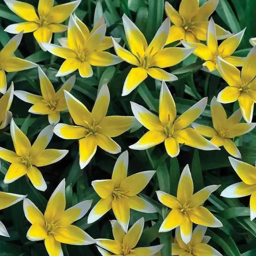 Species Tulip Bulbs, Dasystemon Tarda, PERENNIAL - Caribbean garden seed