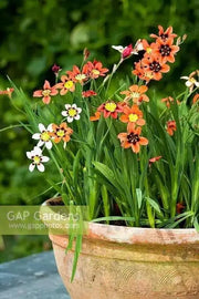 Sparaxis Tricolor Mixed Harlequin Flower - Caribbean garden seed