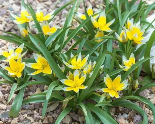 Species Tulip Bulbs, Dasystemon Tarda, PERENNIAL - Caribbean garden seed