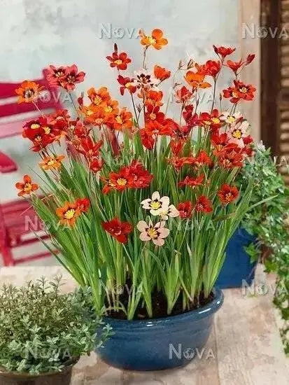 Sparaxis Tricolor Mixed Harlequin Flower - Caribbean garden seed