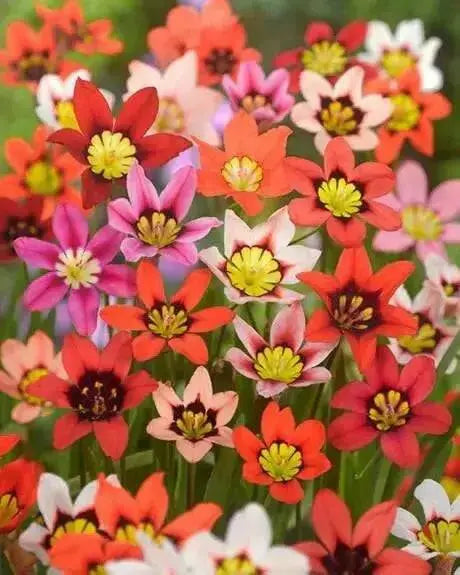 Sparaxis Tricolor Mixed Harlequin Flower - Caribbean garden seed
