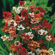 Sparaxis Tricolor Mixed Harlequin Flower - Caribbean garden seed