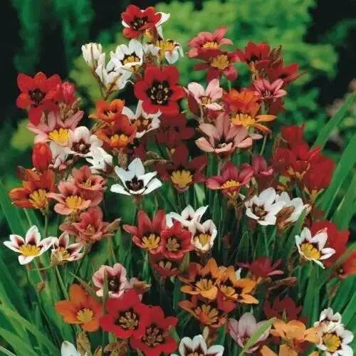 Sparaxis Tricolor Mixed Harlequin Flower - Caribbean garden seed