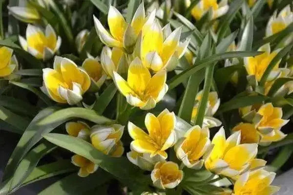 Species Tulip Bulbs, Dasystemon Tarda, PERENNIAL - Caribbean garden seed