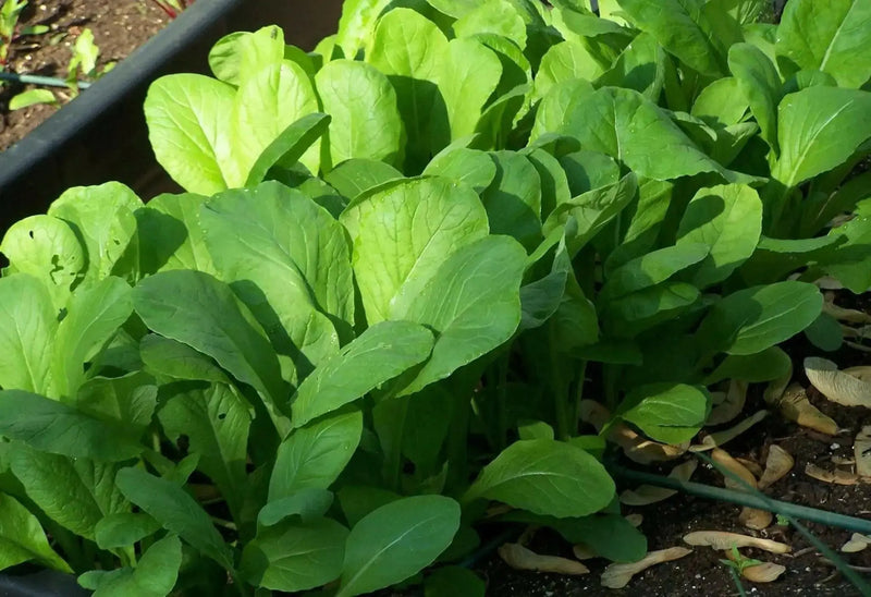 SPICY BROWN Mustard SEEDS - (Brassica juncea) ASIAN VEGETABLE - Caribbean garden seed