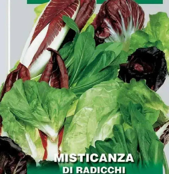 Spicy RADICCHIO & Chicory Mix -HARY VEGETABLE Seed - Caribbean garden seed