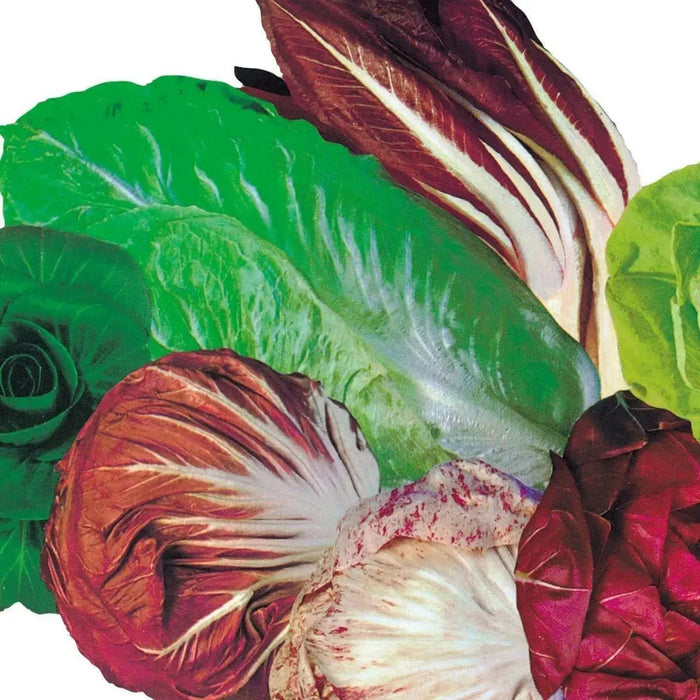 Spicy RADICCHIO & Chicory Mix -HARY VEGETABLE Seed - Caribbean garden seed
