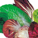 Spicy RADICCHIO & Chicory Mix -HARY VEGETABLE Seed - Caribbean garden seed