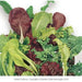 Spicy RADICCHIO & Chicory Mix -HARY VEGETABLE Seed - Caribbean garden seed