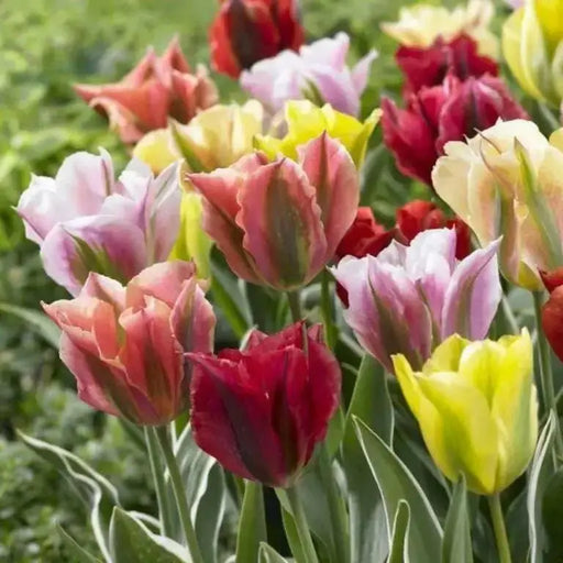 Spring Green mixed ,Tulip Bulbs , Fall Planting - Caribbean garden seed