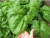 Spinach, Tyee Hybrid (45 days) VEGETABLES, ANNUAL - Caribbean garden seed
