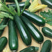 Spineless Perfection (F1) Zucchini Squash Seed - Caribbean garden seed