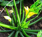 Spineless Perfection (F1) Zucchini Squash Seed - Caribbean garden seed