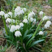 Spring Snowflake Flowers (10 seeds) Perennial - Caribbean garden seed