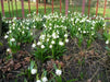 Spring Snowflake Flowers (10 seeds) Perennial - Caribbean garden seed