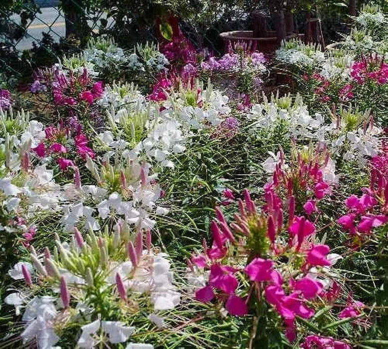 Spider Plant Mix, Cleome Queen ,Wildflower Seeds - Caribbean garden seed