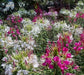 Spider Plant Mix, Cleome Queen ,Wildflower Seeds - Caribbean garden seed