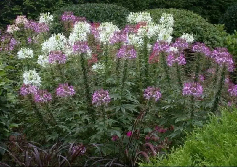Spider Plant Mix, Cleome Queen ,Wildflower Seeds - Caribbean garden seed