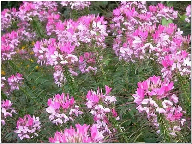 Spider Plant Mix, Cleome Queen ,Wildflower Seeds - Caribbean garden seed
