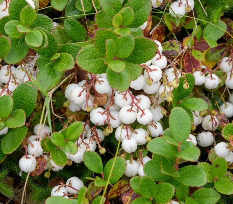 Spicy Wintergreen Seeds - Ground Cover - Perennial - Caribbean garden seed