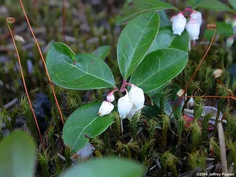 Spicy Wintergreen Seeds - Ground Cover - Perennial - Caribbean garden seed