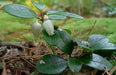 Spicy Wintergreen Seeds - Ground Cover - Perennial - Caribbean garden seed