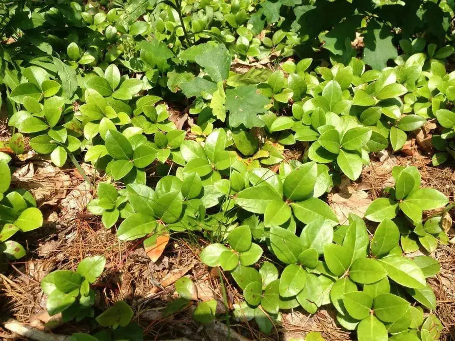Spicy Wintergreen Seeds - Ground Cover - Perennial - Caribbean garden seed