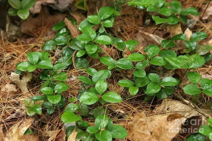 Spicy Wintergreen Seeds - Ground Cover - Perennial - Caribbean garden seed