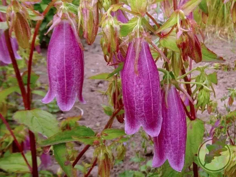 Spotted Bellflower Seeds, Also Known As, Cherry Bells Bellflower (CAMPANULA punctata f. rubriflora) 'Cherry Bells' - Caribbean garden seed