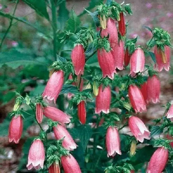 Spotted Bellflower Seeds, Also Known As, Cherry Bells Bellflower (CAMPANULA punctata f. rubriflora) 'Cherry Bells' - Caribbean garden seed