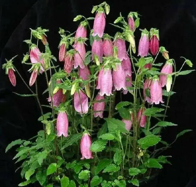 Spotted Bellflower Seeds, Also Known As, Cherry Bells Bellflower (CAMPANULA punctata f. rubriflora) 'Cherry Bells' - Caribbean garden seed