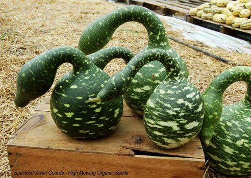 SPECKLED SWAN Gourd Seeds, (Lagenaria siceraria) - Caribbean garden seed