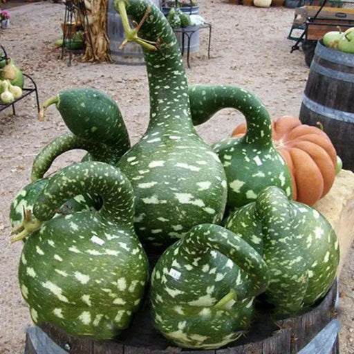 SPECKLED SWAN Gourd Seeds, (Lagenaria siceraria) - Caribbean garden seed