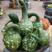 SPECKLED SWAN Gourd Seeds, (Lagenaria siceraria) - Caribbean garden seed