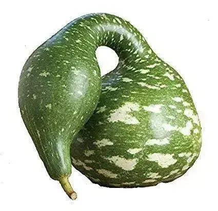 SPECKLED SWAN Gourd Seeds, (Lagenaria siceraria) - Caribbean garden seed