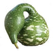 SPECKLED SWAN Gourd Seeds, (Lagenaria siceraria) - Caribbean garden seed