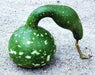 SPECKLED SWAN Gourd Seeds, (Lagenaria siceraria) - Caribbean garden seed