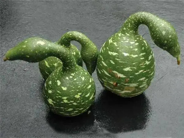 SPECKLED SWAN Gourd Seeds, (Lagenaria siceraria) - Caribbean garden seed